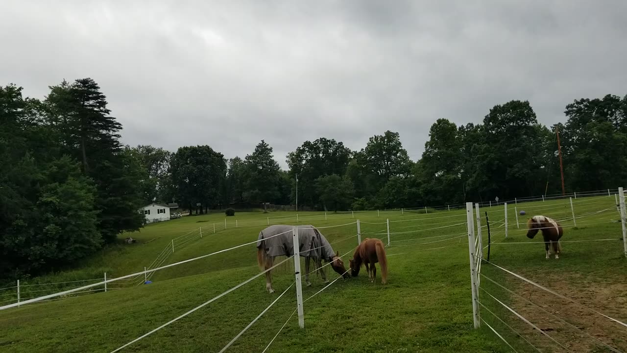Buddies, Scarlett and Breeze