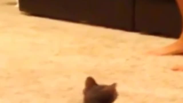 cat scared.funny cat. short. #short