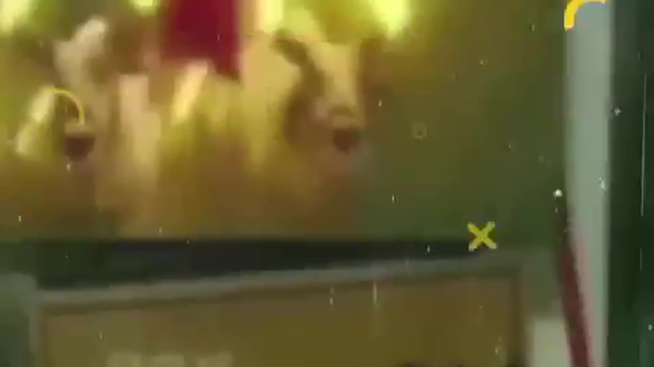 Funny animals video which make u laugh in any condition.
