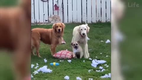 Funniest Dogs and Cats Awesome Funny Pet Animals Videos