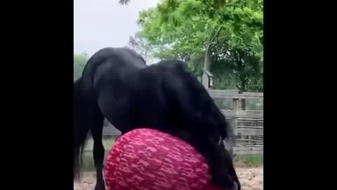 Yoga Ball Pony