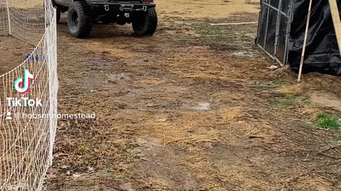Getting the chores in