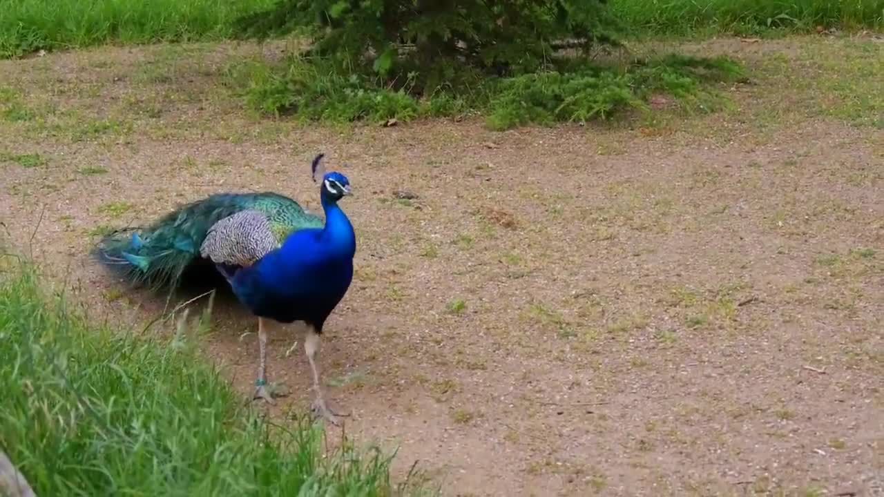 Amazing Dancing Peacock, Mesmorsing & Beautiful.