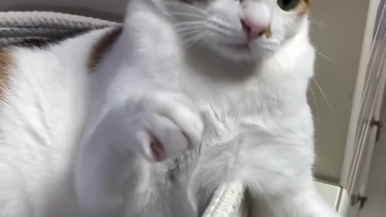Amazing cat 🐈 trending video
