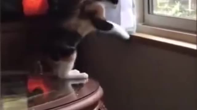Funny videos