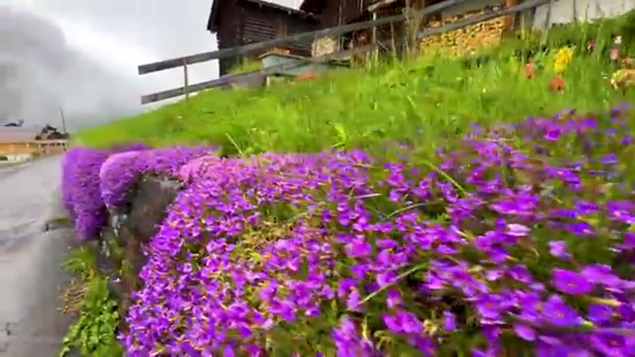 Beautiful rain walking tour in Gimmelwald 🇨🇭 A Swiss village#BeautifulRain #WalkingTour #Gimmelwal