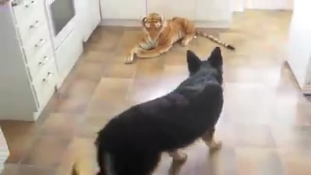 Berger vs Tiger