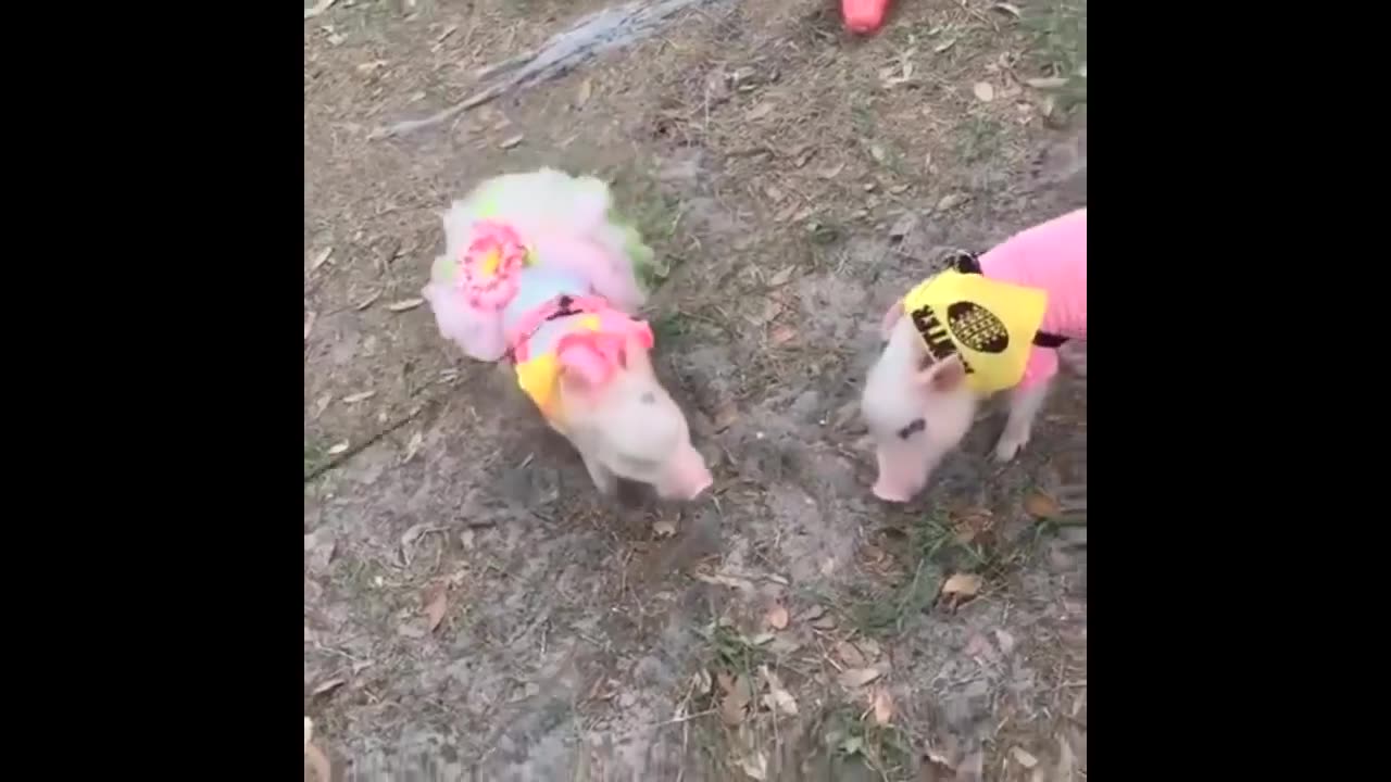 very cute baby pig