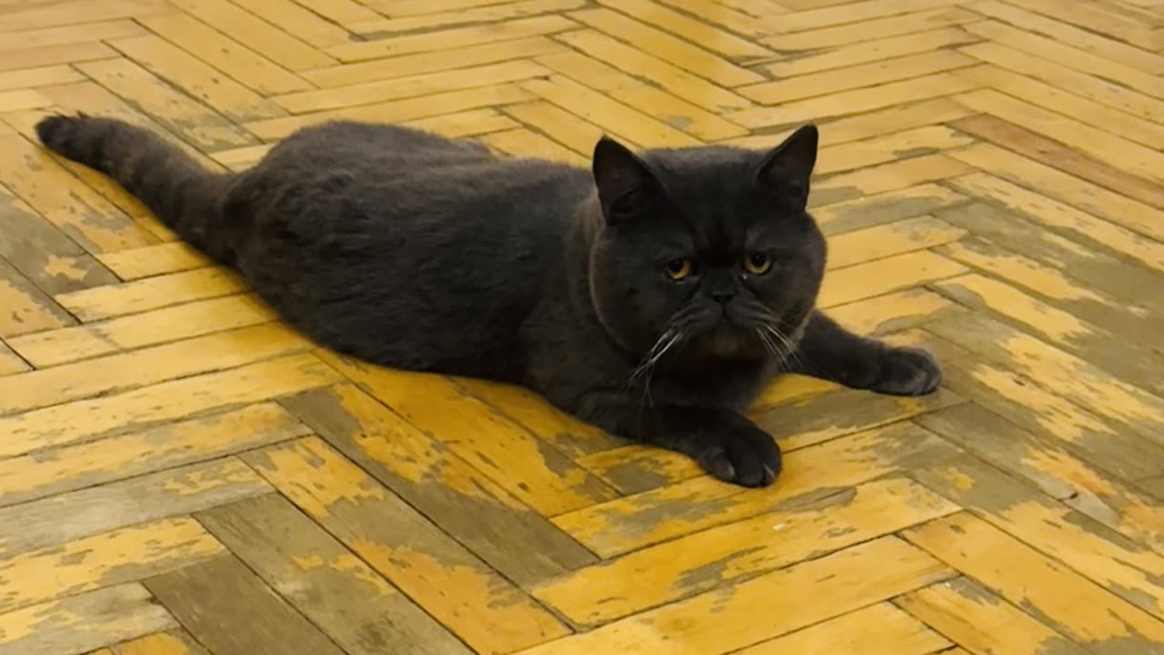 CAT PLAYING WITH HIS TAIL