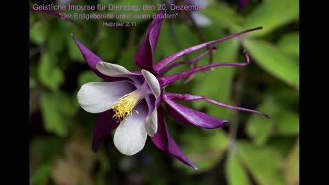 Geistliche Impulse für Dienstag, den 20. Dezember