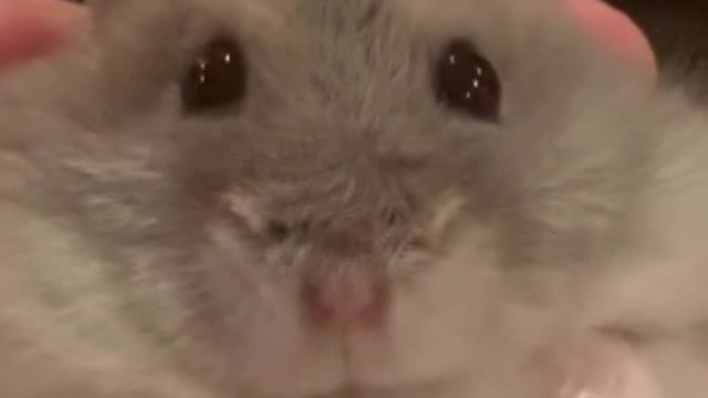 cute hamster