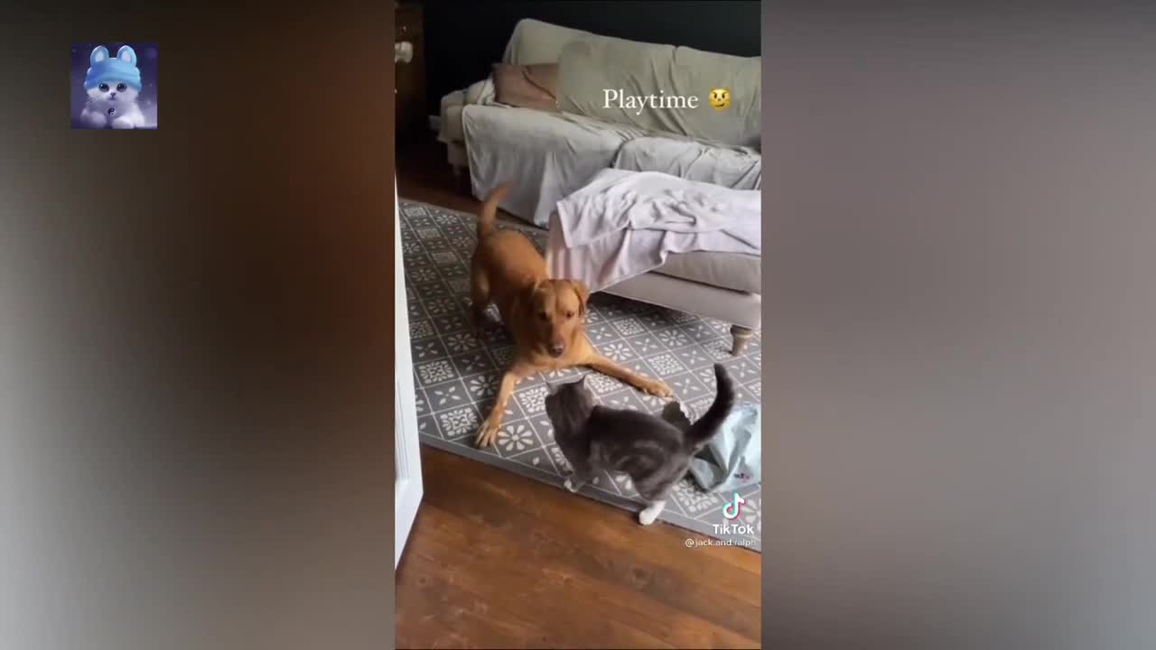 Dog vs cat fight video