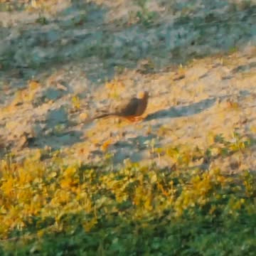 Moment In Nature With The Mourning Dove