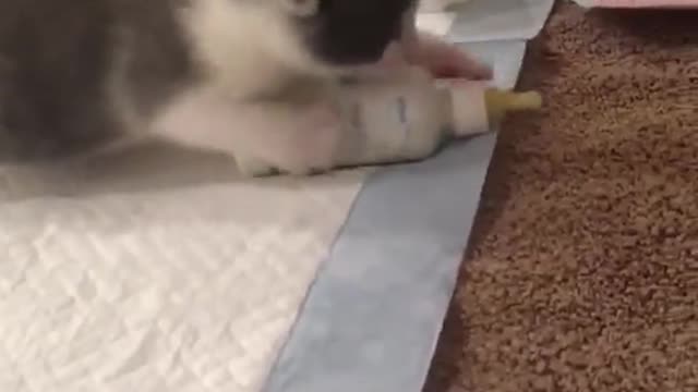 Tiny Kitten is Frantic at Feeding Time