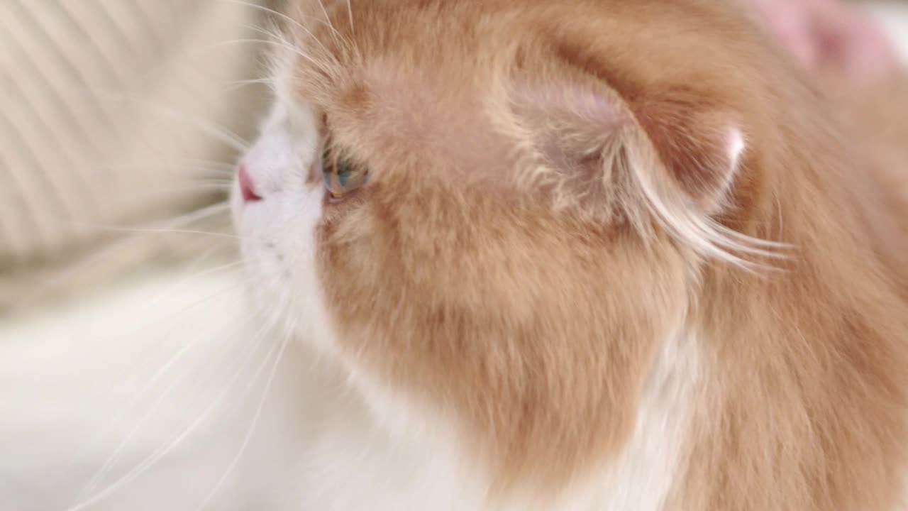 A CAT IN CONFORT ZONE