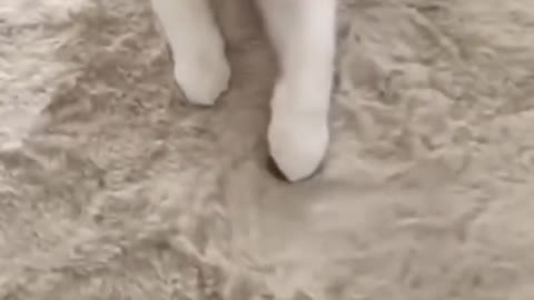 funny animal video try not to laugh
