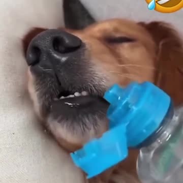 "Hilarious Animals Gone Wild: Rumble with Laughter!"