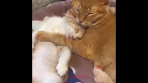 Funny cat 🐈🐈😺😺 video 😂😂😂