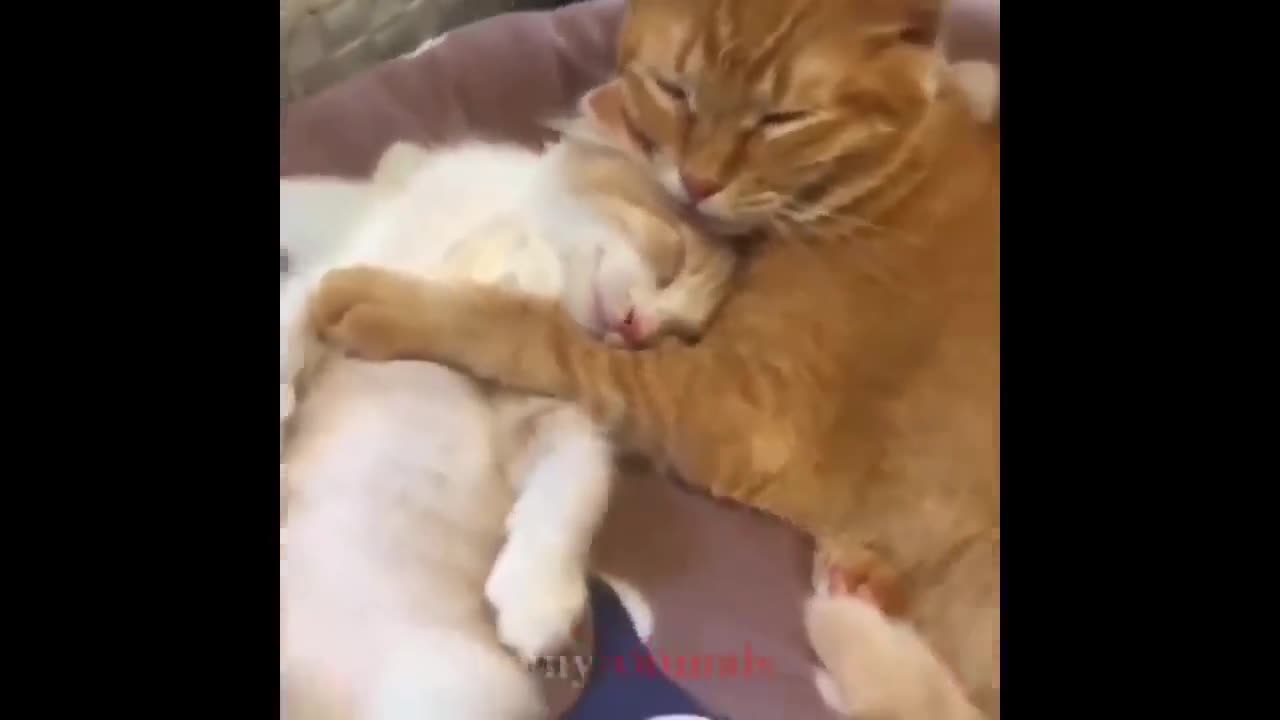 Funny cat πππΊπΊ video πππ