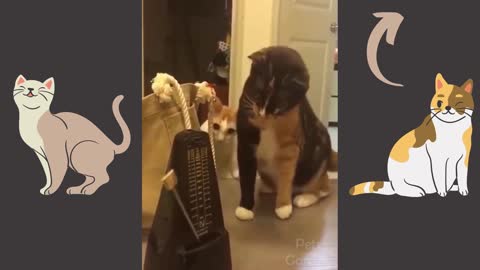 Cats mesmerized by pendulum