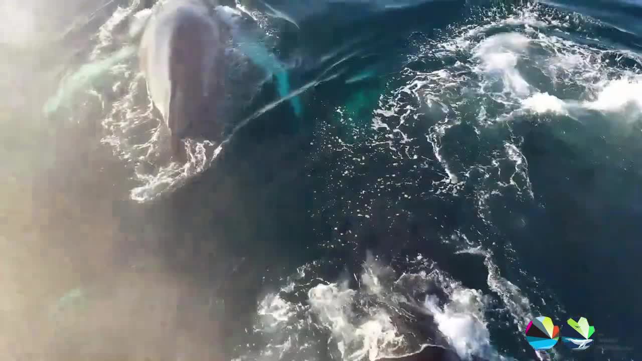 Four humpback whales in Skjálfandi bay