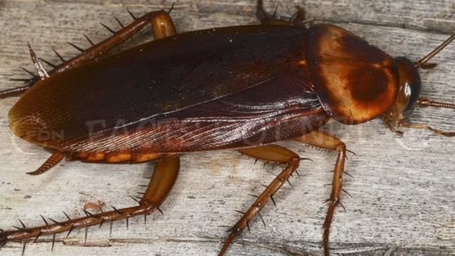 Did You Know? The COCKROACH || RANDOM, AMAZING and INTERESTING FACTS AROUND THE WORLD