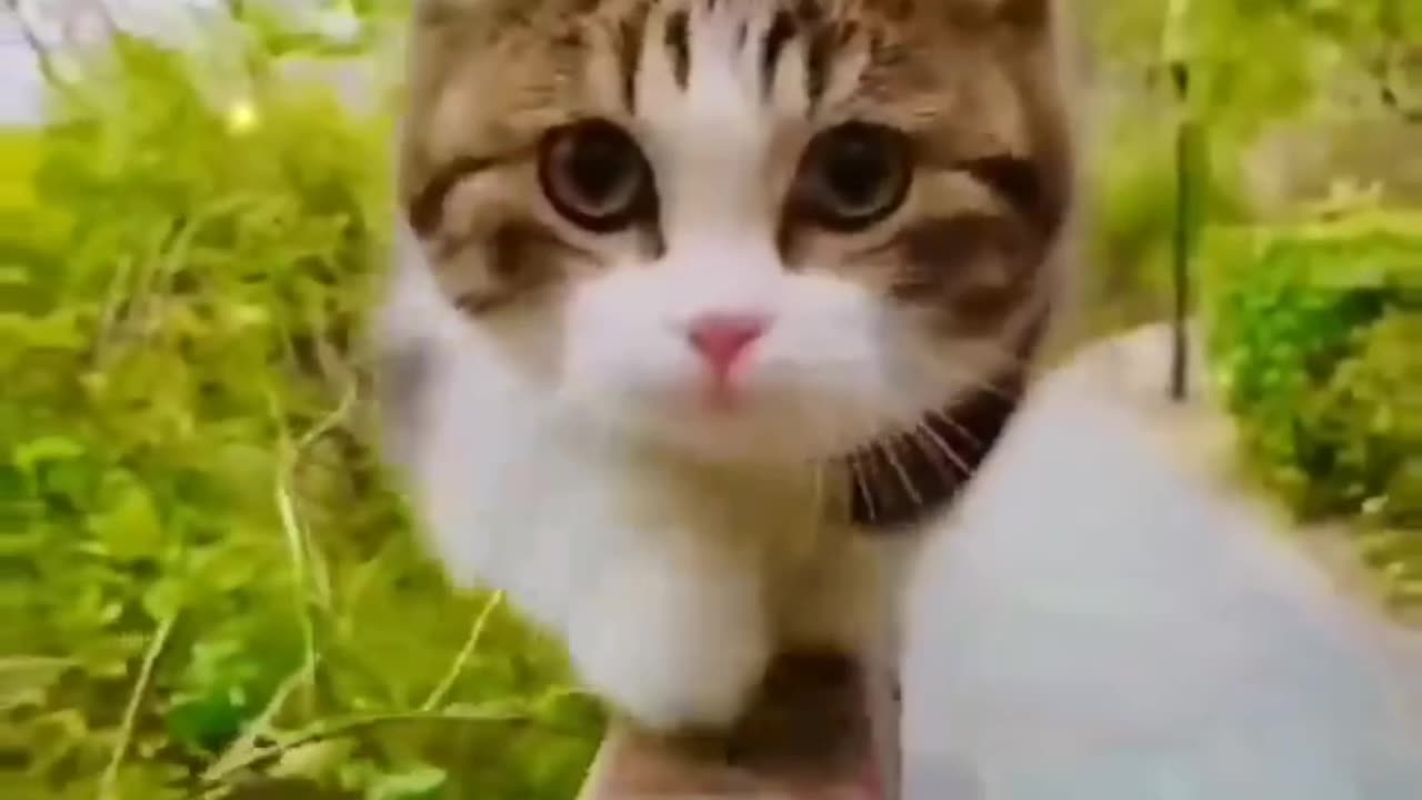 cute cats