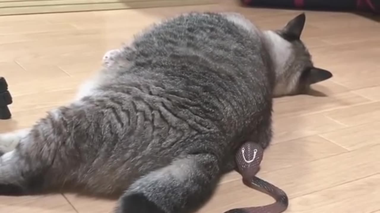 cat and snake funny video