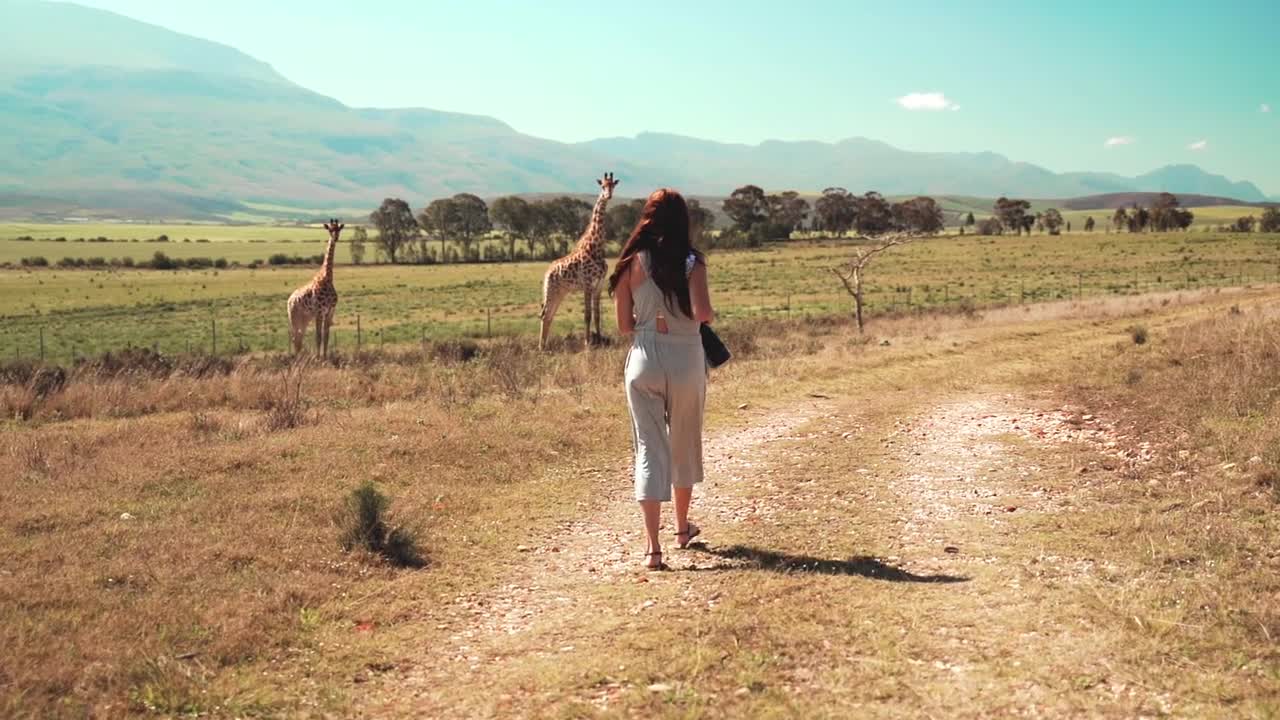 Woman Taking Photo of the Giraffes