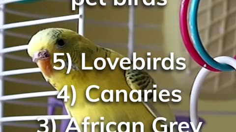 Top 5 pet birds in the US