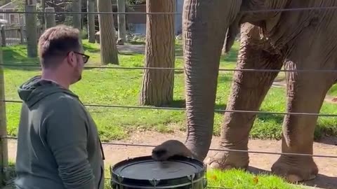 elephant learns to play drums