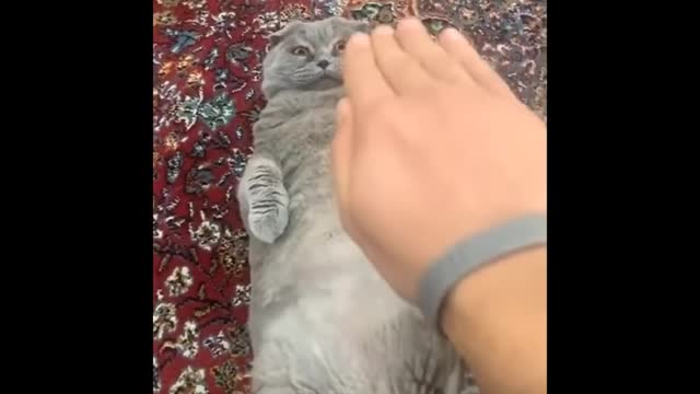Funniest animals memes you have ever seen