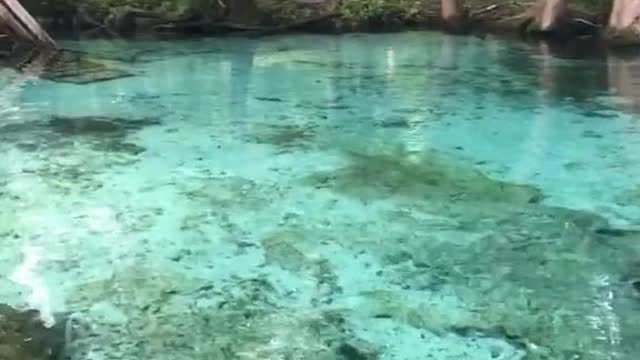 Insanely blue magical spring in Florida with