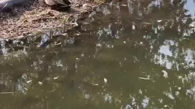 ducks taking a rest