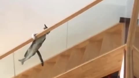 cat fools everyone with unexpected move