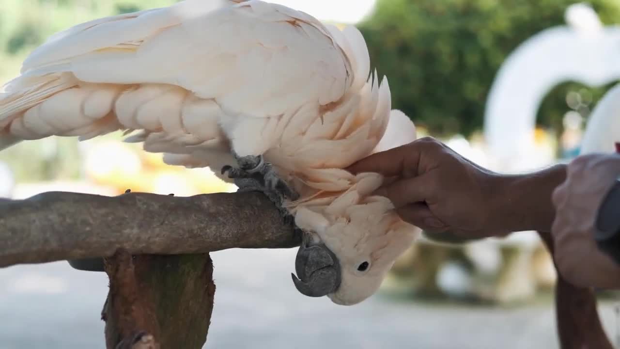 Cute white cockatoo