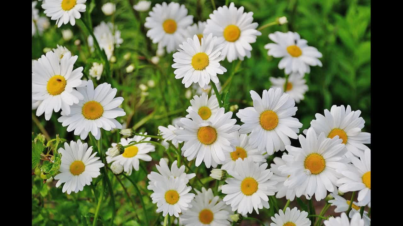 Daisy flower