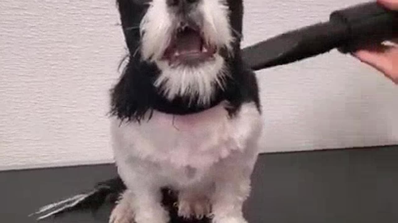 DOG ARE SO FUNNY, SHORT VIDEO