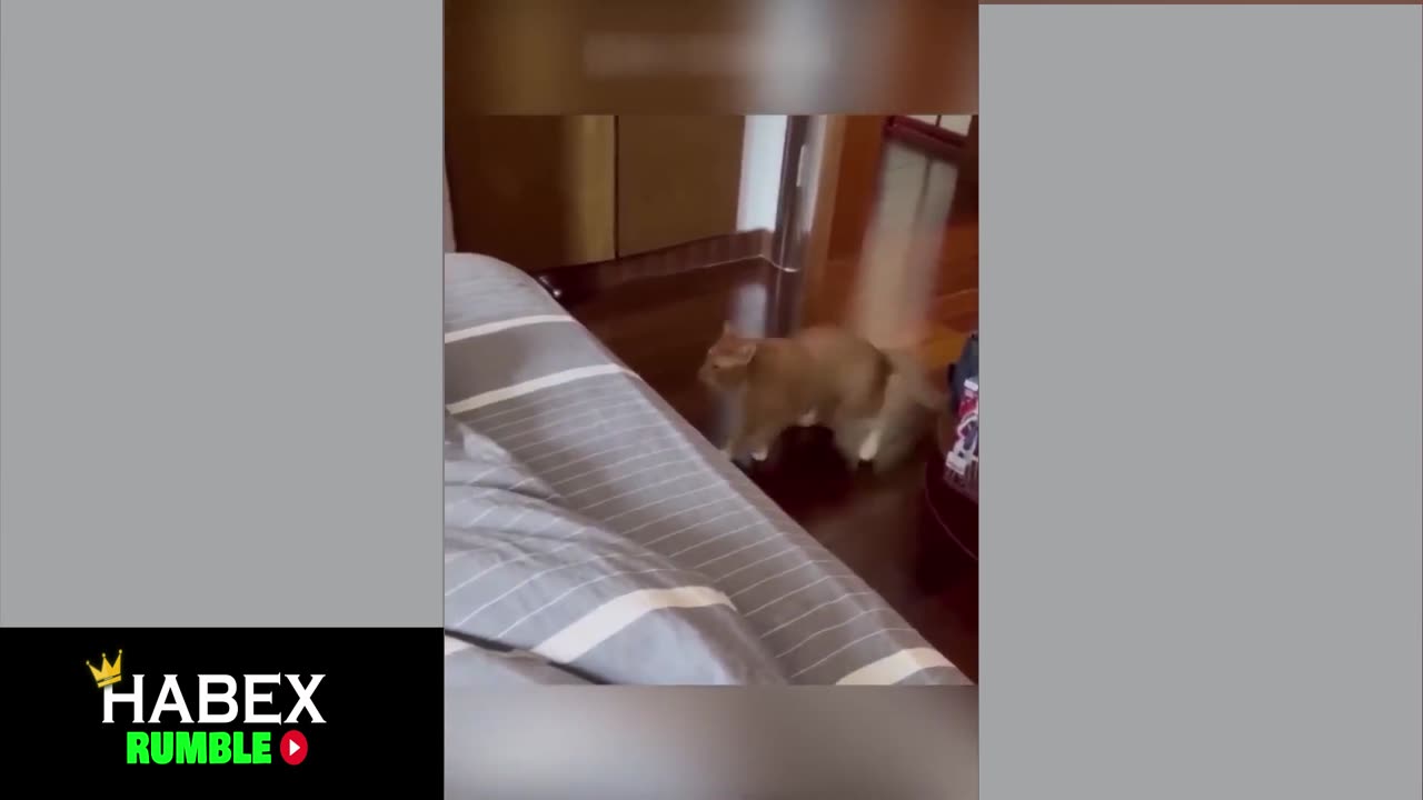 cat jumping