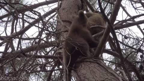cute animals
