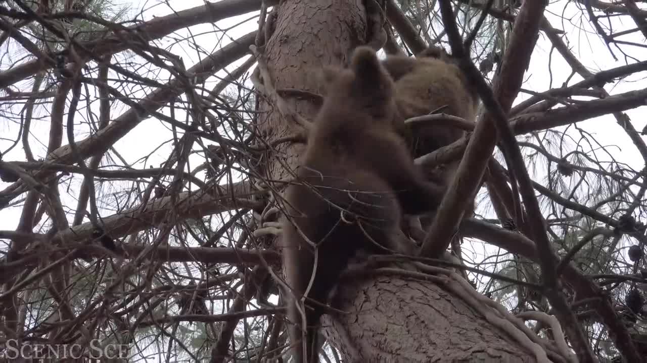 cute animals