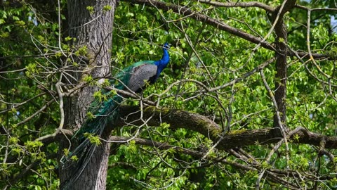 Peacock in the Tree