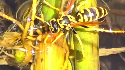 Wasp sitting on a branch near water / close-up.