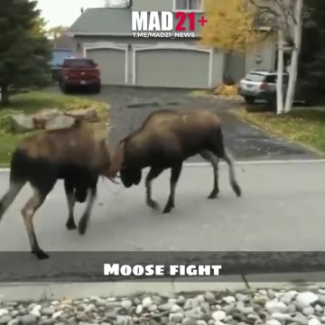 The commentary got me 😂😂😂 18+