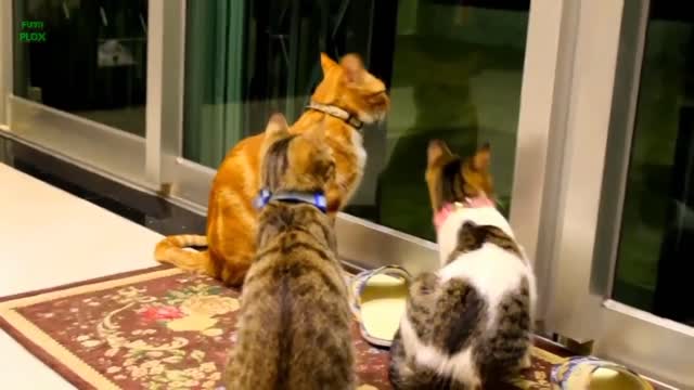 Cats make fun to look into the mirror to muttering .. #animalfunclub..