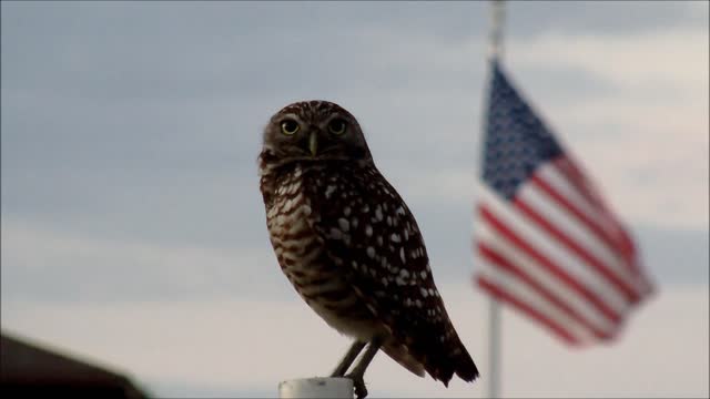 Owl sitting on a branch