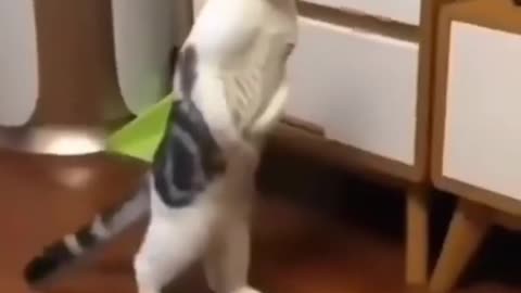 Cats are surprised , funny cats ,
