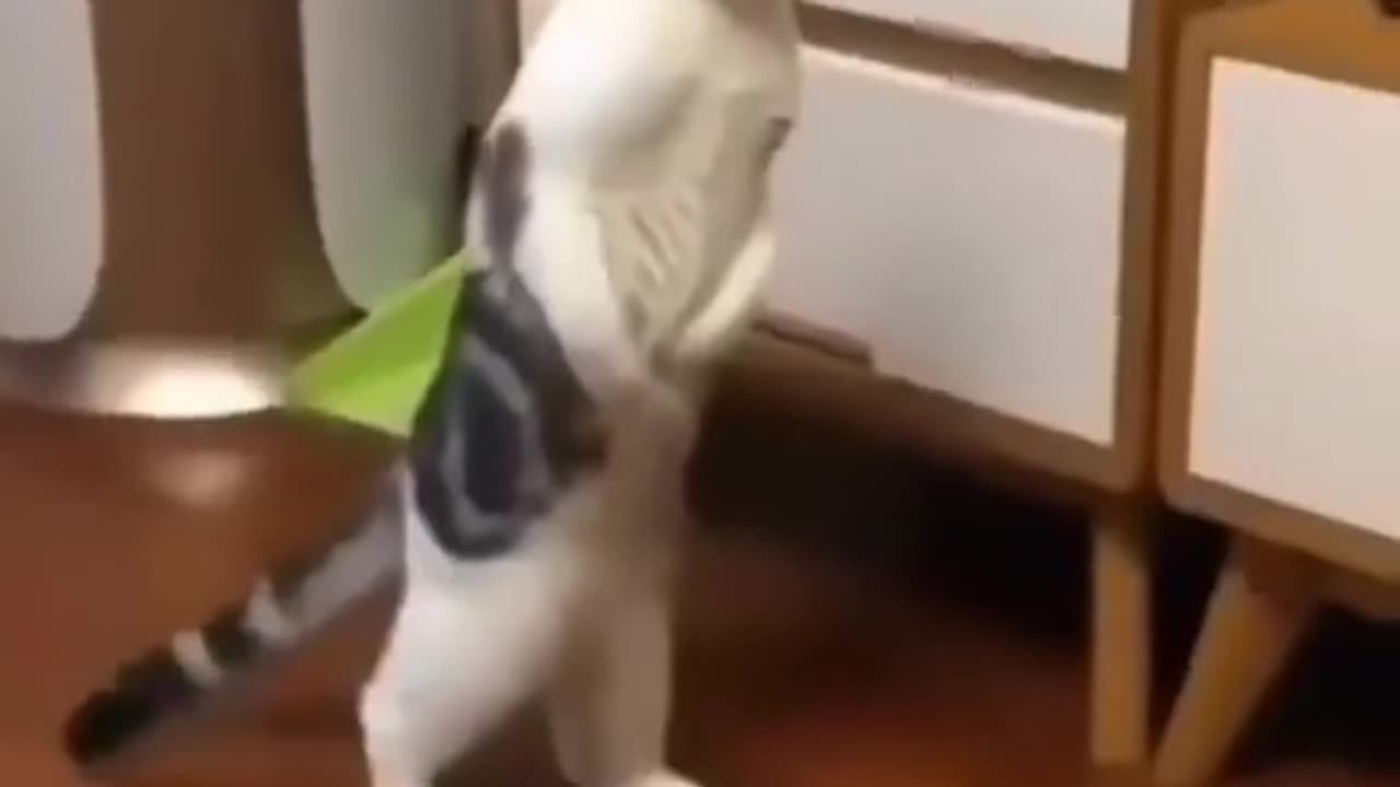Cats are surprised , funny cats ,