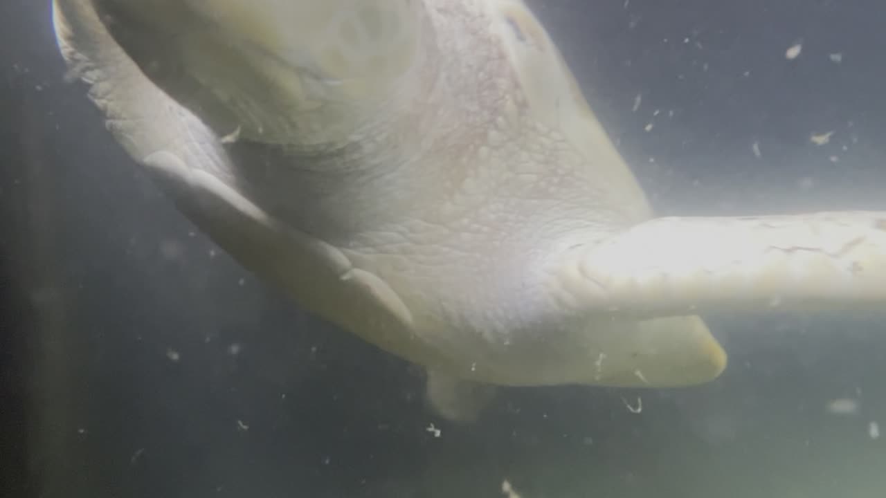 Awesome Sri Lankan Turtles from a sea turtle hatchery!