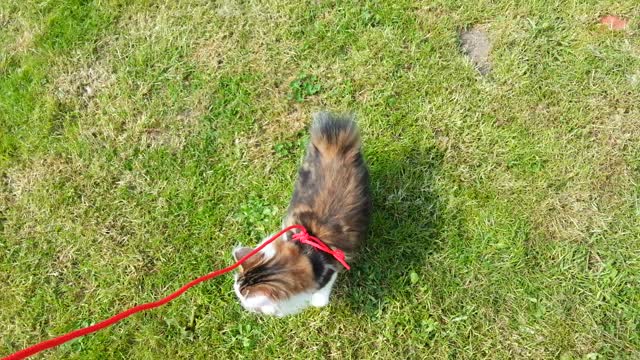 The first walk outside I ever took with my cat.